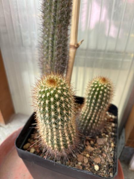 Cleistocactus spec.